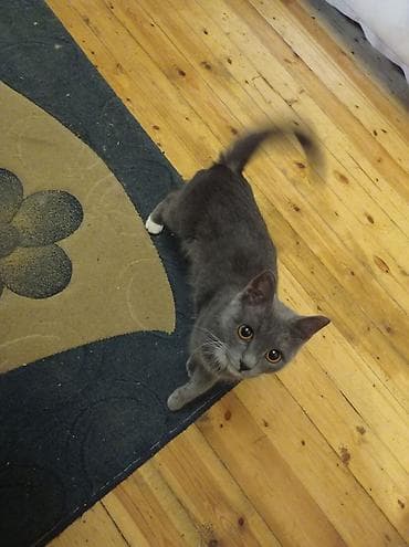 şinşila pişik: Britan, Dişi, Yaxşı əllərə, Pulsuz çatdırılma, Ödənişli çatdırılma — 5