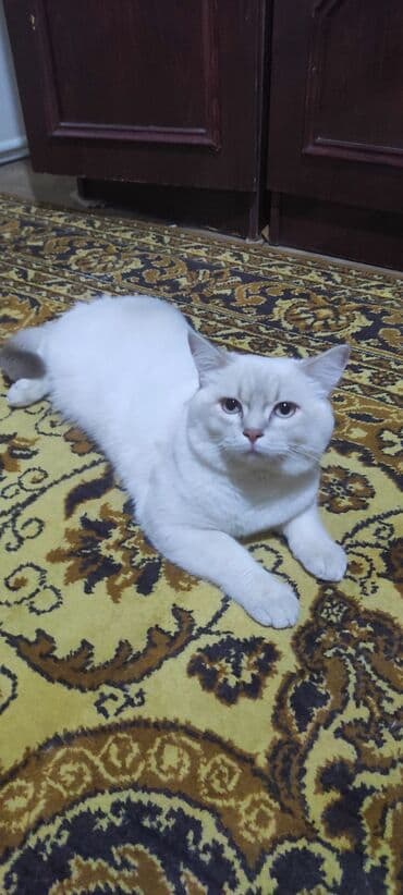 ağ pişik satışı: Britan — 1