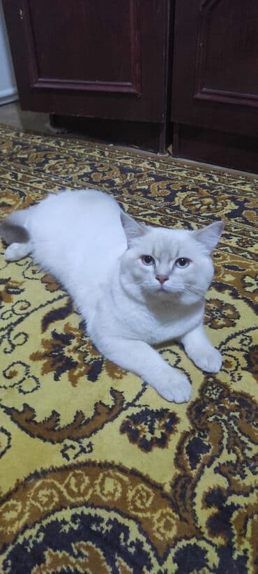 pişik üçün tualet: Britan — 2