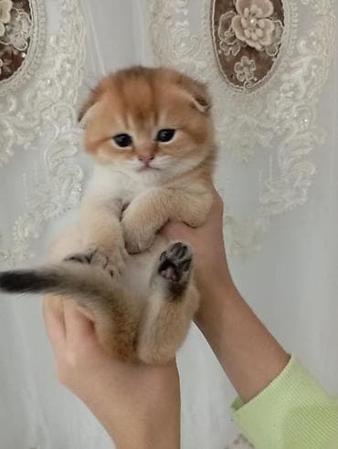 pişik pers: Şotland — 4