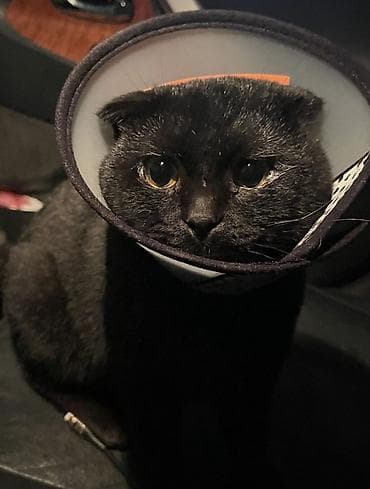 sahiblenmek: Şotland yastı qulaq, Yaxşı əllərə — 2