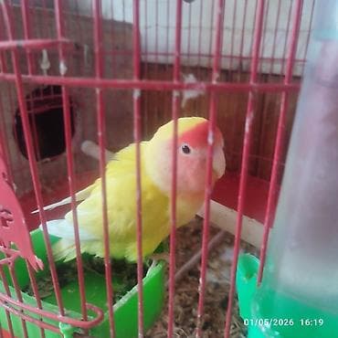 toyuqlar satilir: Agapornis (Sevgi tutuquşuları) – müxtəlif rənglərdə, 2 cüt sarı — 3
