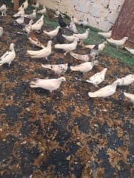 quş yuvasi: 4 manat Təsvir: - Növlər: müxtəlif rəng və naxışlarda ev/oyun — 11