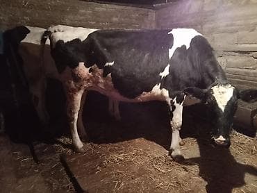 Məhsul: Qaramal və xırdabuynuzlu heyvan - İri buynuzlu: Qara-ağ — 5