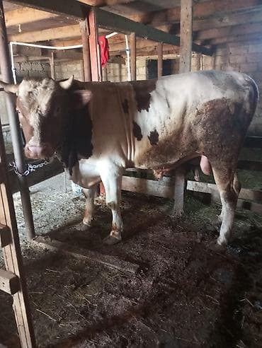 Super vəziyyətdə qurbanığa tam şəkildə yararlı erkək danadı.dana
