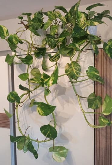 бочка 10 тонн: Waterplant sarmaşığı — 1