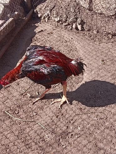 kənd xoruzu: Aseel tipli gənc xoruz - Cins: ehtimalən Aseel (uzun ayaqlar, güclü — 2