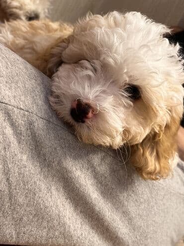 Pudel, 2 ay, Erkek, Peyvəndli, Pulsuz çatdırılma