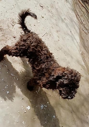 itler tap az: Pudel, 4 ay, Erkek — 3