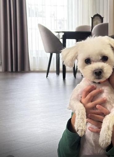 toyuq evi: Malta bolonka — 2