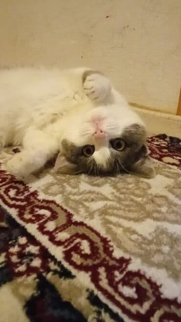 котята в добрые руки баку: Dişi — 6