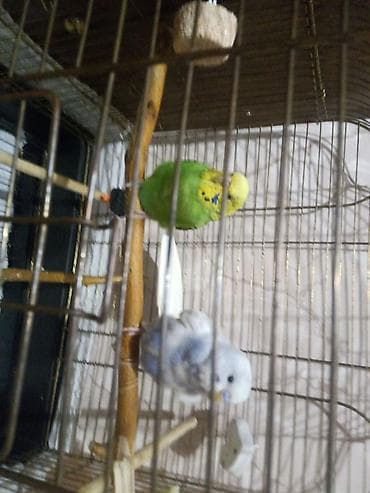 Açığlamanı oxu📍. Whatchapp heyvan qrupu var