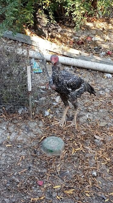 kənd colpası: Məhsul: pileymut heyratı xoruz 8 aylıq döyüşə və damazlıqa yararlı — 4