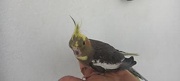 qus: Korella quşudu 2 aylıq sağlam baladır . 1 erkəy 1 dişi . 1 nin — 7