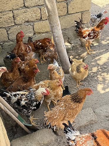 ucuz yem: Yerli həyətdə saxlanılan qarışıq rəngli ev toyuqları və xoruzlar. - — 2