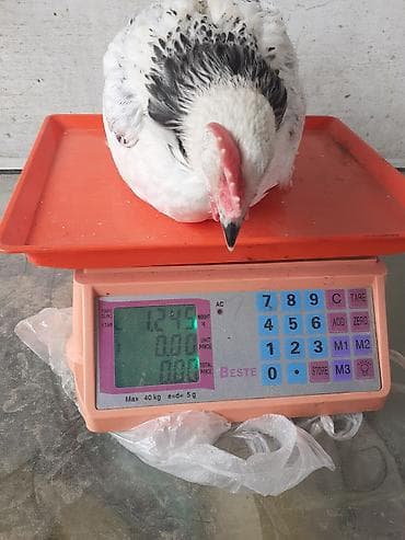 yumurtayan toyuq: Saglam colpalar 3 dəfə vaksın olunub ünvan Zıg həm ətlik həm — 3