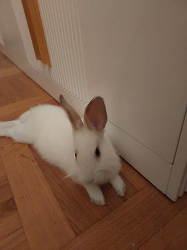 quba heyvanlar: Dozangurd Dovşan satılır. Son qiymət 70 manatdır. Cinsiyəti ğizdır.Çox — 3