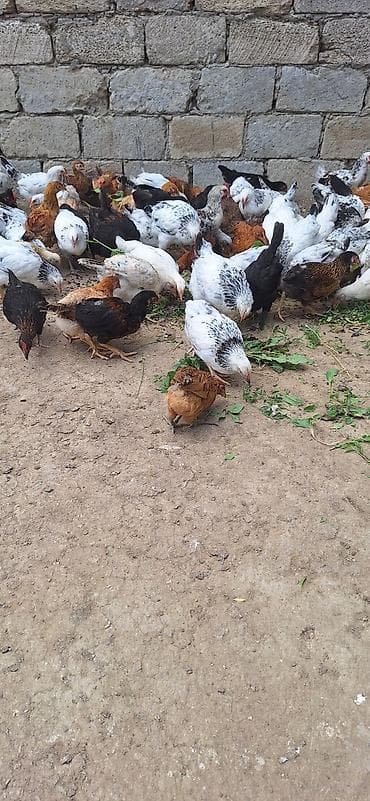 ucuz cuce: Toyuq cücələri, Damazlıq — 10