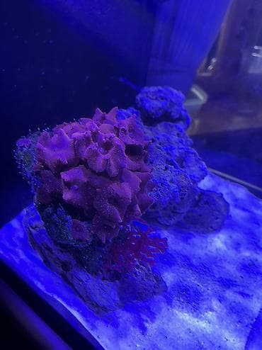 Quşlar: Hazir okean akvariumu satilir icinde dashi qumu 3 ilbizi musherom — 8