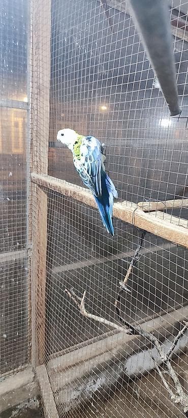 tutuquşu çex: Rosella (Platycercus) tutuquşu – rəngarəng nümayəndə Xüsusiyyətlər: - — 2