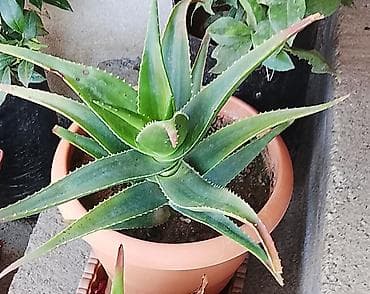 Aloe vera (sukkulent) – qapalı və açıq məkanlar üçün dekorativ və lalafo.az -da Aloe vera (sukkulent) – qapalı və açıq məkanlar üçün dekorativ və