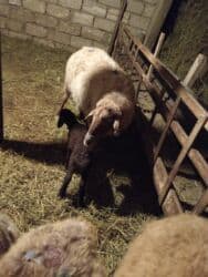 qaz yagi satisi: Dişi, Qala, il: 1, 50 kq, Damazlıq, Ünvandan götürmə — 5