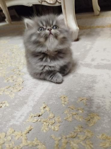 Gəmiricilər: Fars — 3