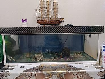 Akvarium satilir tecili 200 litr tutur, ustunde suni gulu ve daslari