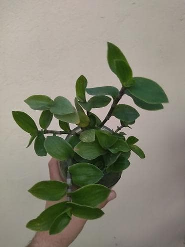 kalina bitkisi: Tradeskansiya (Tradescantia) – yarpaqla çoxalan, asma və ya masaqüstü — 2