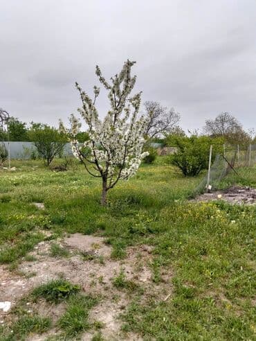 xacmazda satilan torpaqlar: 40 sot, Kənd təsərrüfatı, Mülkiyyətçi, Kupça (Çıxarış) — 1