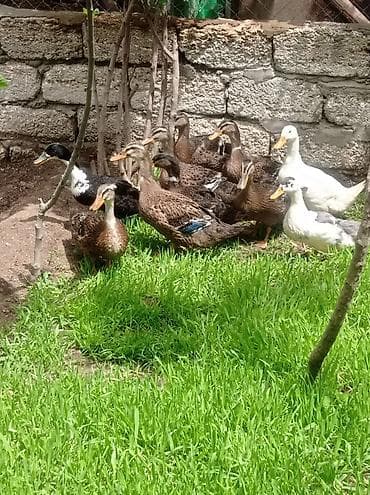 akvarium satisi: Şekilde görüyüvüz 5-6aylıq ördeklerimiz satılır tam sağlam ve — 2