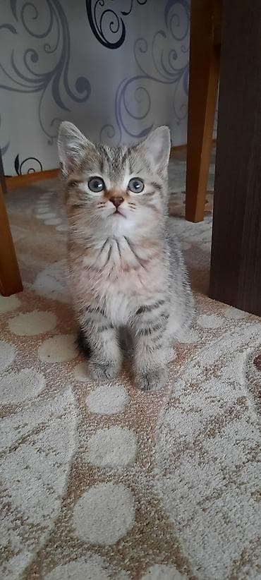 британская шиншилла баку: Британская — 2