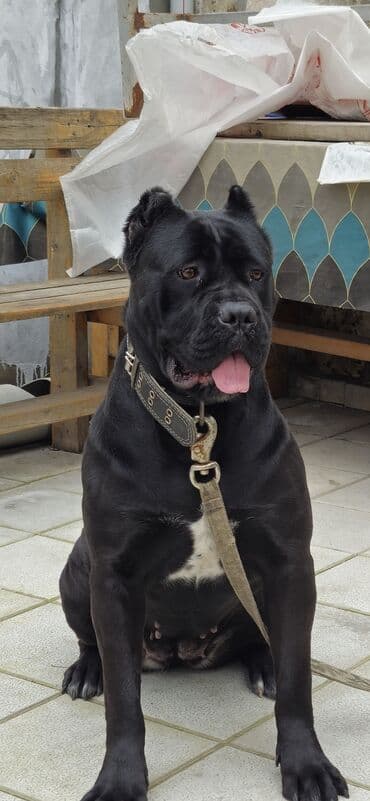 it yuvasi: Kane-Korso, Erkek, Sənədli, Ünvandan götürmə — 10