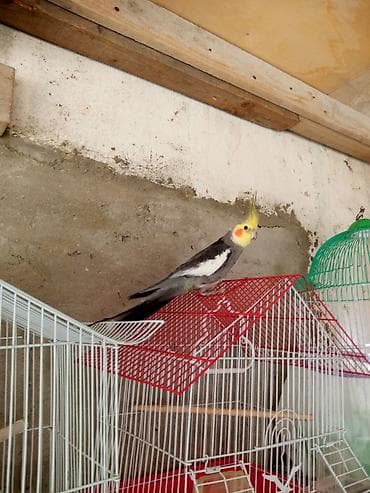 korella cüt: Hazir erkey disi biri 40 azn korella karelal — 1