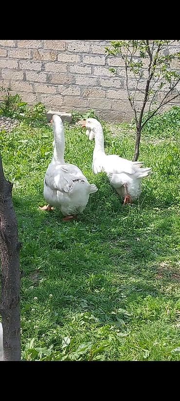 Təmiz qan Xolmoqor qazları satılır. Hal hazırda cütləşirlər. 3 -4