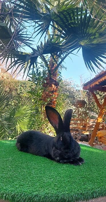 K/t heyvanları üçün mallar: Wekilde gorduyunuz Diwi Rizen satilir qan temiz bir piroblemsiz xaiw — 2