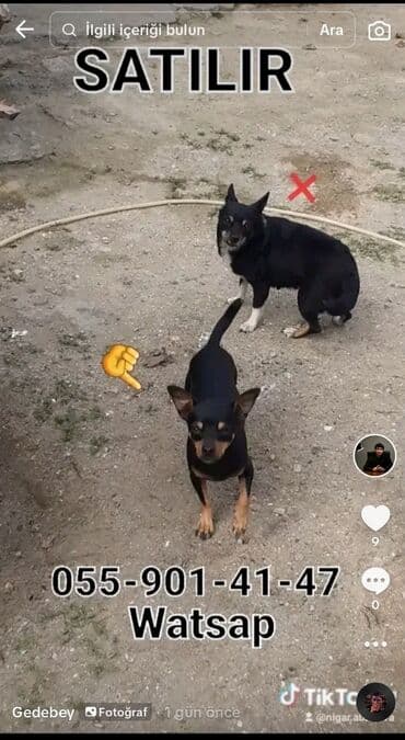 Akvariumlar: Mini pinçer tipli kiçik ölçülü it - Rəng: qara-tan (qara bədən — 2