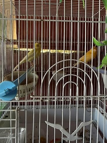 mal satisi: Cut bulbul satilir. Saglam quslardi. Qefesle birlikde 120azn. Qefessiz — 1
