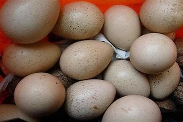 Молочные продукты и яйца: Xınalı kəklik yumurtaları mayalı tam sağlam — 3