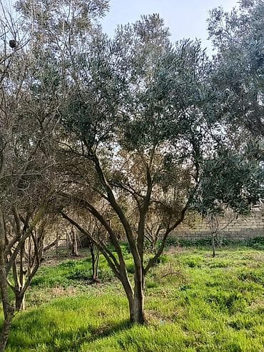 paulownia agaci: Zeytun ağacları – bağ və landşaft üçün - Növ: Zeytun (Oleа europaea) — 3