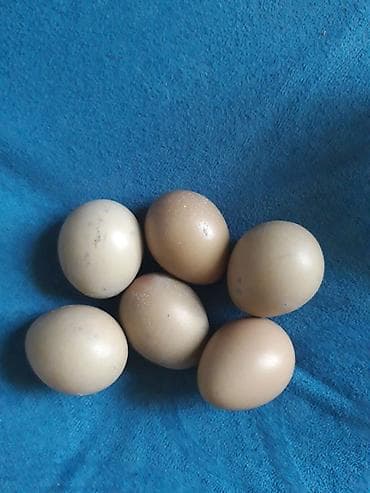 heyvanlar quşlar: Mayalı Qırqovul yumurtası. 2.50 azn — 1