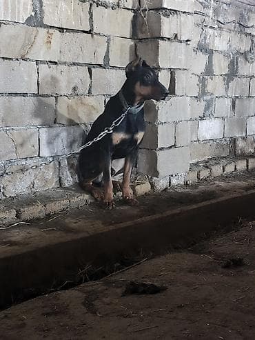 heyvan bazari itlerin satisi: Doberman — 1