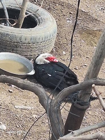 mandarin ördəyi: Erkək, | Lal ördək, Ətlik — 3