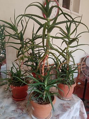 bitki guli: Saksıda Aloe (sukulent) bitkiləri - Növ: Aloe (sakkulent, ətli — 1