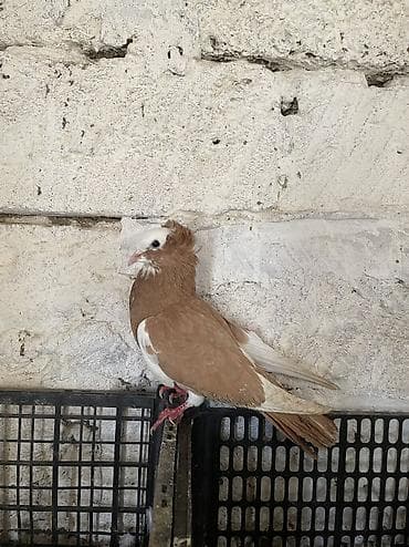 agilli yem qabi: Erkekdır temız sarı Ag baş kekıllı — 2