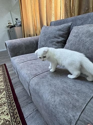 Pişiklər: Şotland yastı qulaq, Dişi — 10