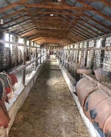 bina evləri bakı: 1500 sot, Kənd təsərrüfatı, Mülkiyyətçi, Kupça (Çıxarış) — 6