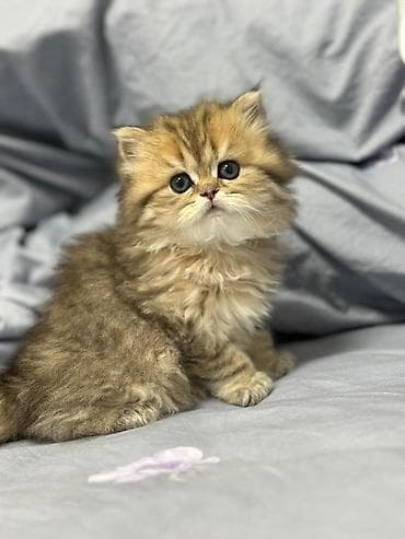 benqal pişik: Şirin, uzun tüklü balaca pişik balası - Cins: ehtimalən — 2