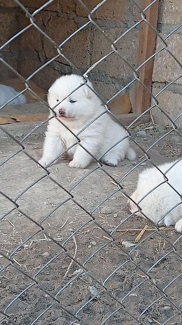 xaski it sekilleri: Akita-inu, Dişi, Peyvəndli, Pulsuz çatdırılma — 3