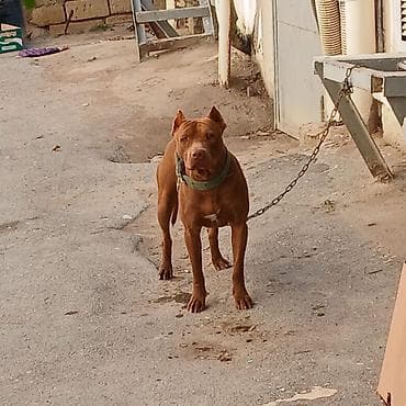 Pitbul, 1 il, Erkek, Peyvəndli, Ünvandan götürmə lalafo.az -da Pitbul, 1 il, Erkek, Peyvəndli, Ünvandan götürmə